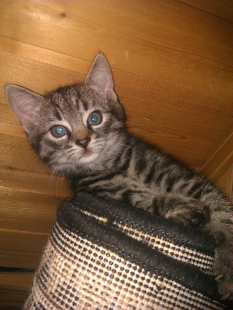 Hauskatze 2 monate alt.. - Tiere - elz