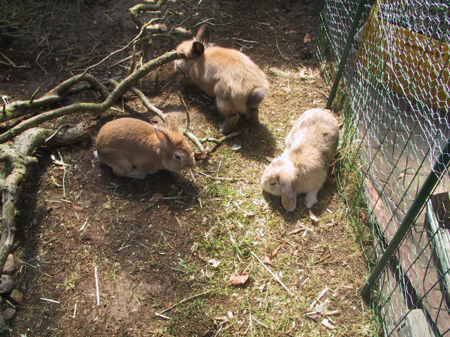 Tierpension für Hasen und Meerschweinchen - Tiere - Stade