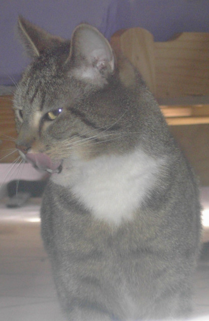 Maja  10 Monate  sucht ein liebevolles zu Hause - Tiere - Solingen