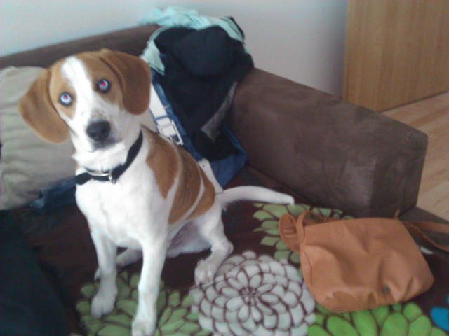 Beagle Rüde zuverkaufen/verschenken - Tiere - Jessen/Elster