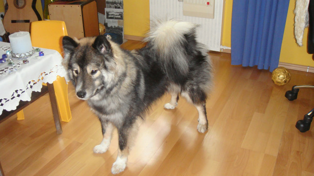 Reinrassiger Eurasier 13 Monate alt zu verkaufen - Tiere - Hanau