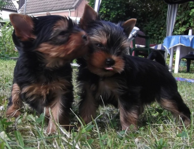 Yorkshire Terrier Welpen - Tiere - Kamen