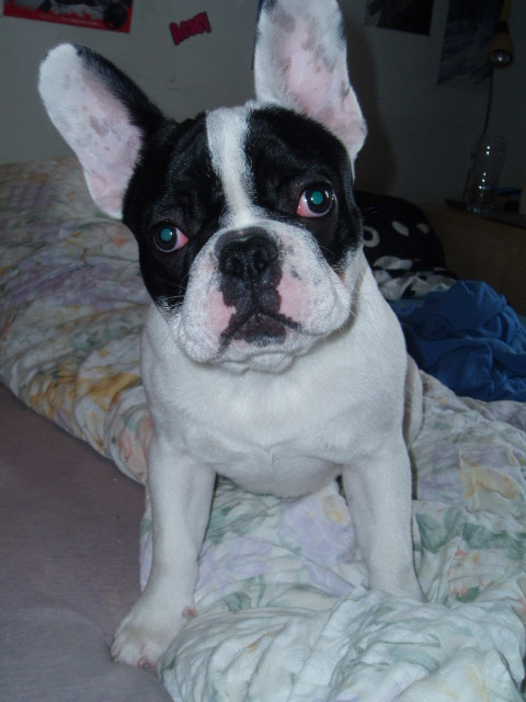 Süßer Franzose sucht einen netten Platz. - Tiere - Innsbruck