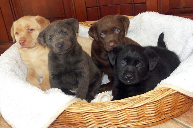 Bezaubernde Labradorwelpen mit Papiere charcoal, weissblond und schwarz - Tiere - Düsseldorf 