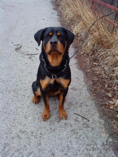 Bella sucht ein neues Zuhause - Tiere - Österreich, Salzburg