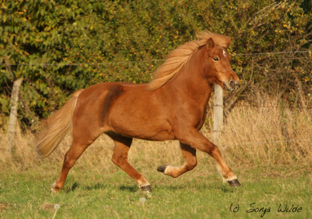 Reitbeteiligung für Friesen oder Isländerstute gesucht - Tiere - Niederzier