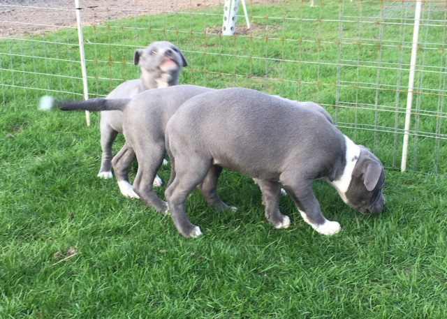 Wunderschöne American Bully XXL Welpen  Blueline - Tiere - Kassel