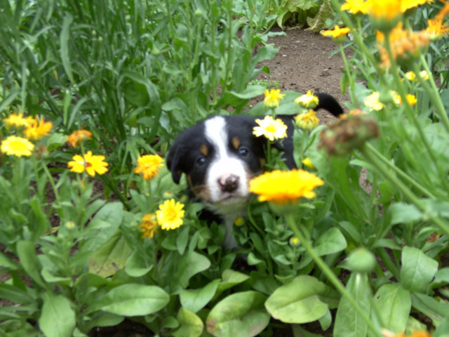 Appenzeller-Welpen - Tiere - Kirchheim