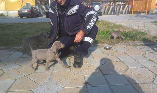 Reinrassiger Weimaraner Welpen mit Ahnentafel - Tiere - Hannover