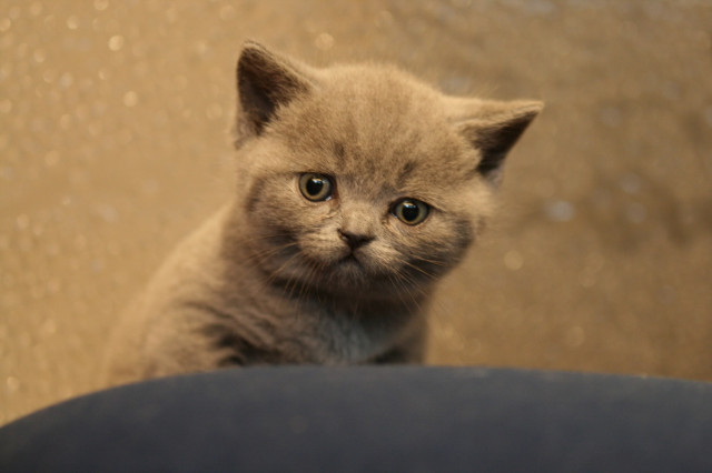 Wunderschöne blaue Brittenbärchen abzugeben - Tiere - Zierenberg