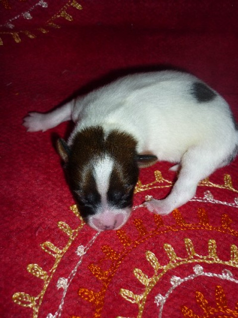 Süße Papillon - Welpen - Tiere - Haßfurt