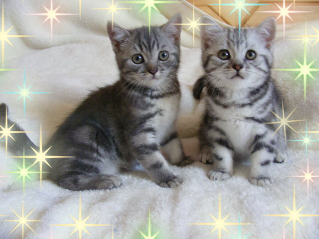 Britisch Kurzhaar Katerchen - Tiere - Viernheim