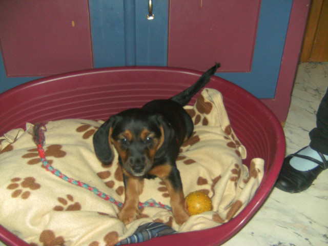 Beaglemixwelpen     - Tiere - Porta Westfalica