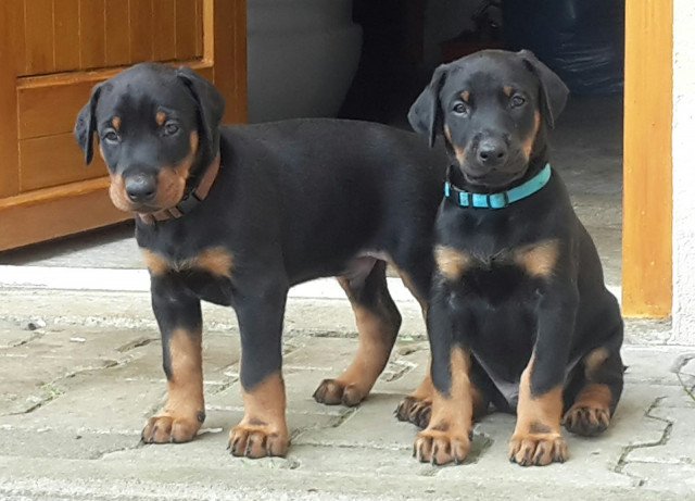 Liebevolle und Hübsche Dobermann welpen - Tiere - Duisburg