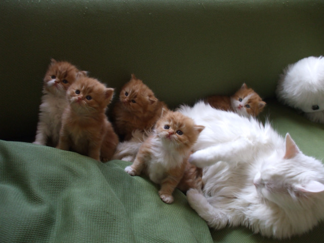 Katzenbabys - Tiere - hamburg