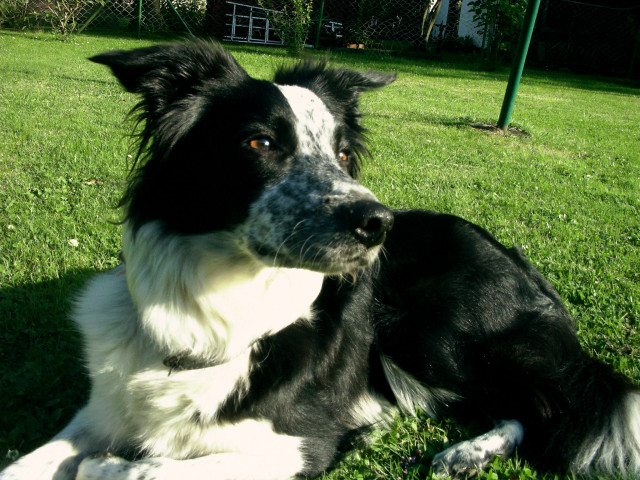 Liebevolle verspielte Border Collie Hündin - Tiere - Kassel