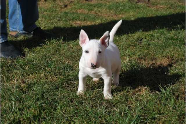 Miniatur Bullterrier in der GBF / VDH. - Tiere - Schnarup-Thumby