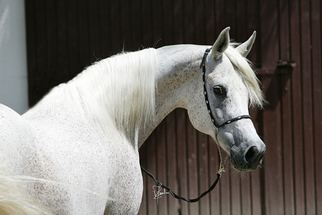 Handgefertigte Show-und Reitartikel der besonderen Art - Sport - Stuttgart