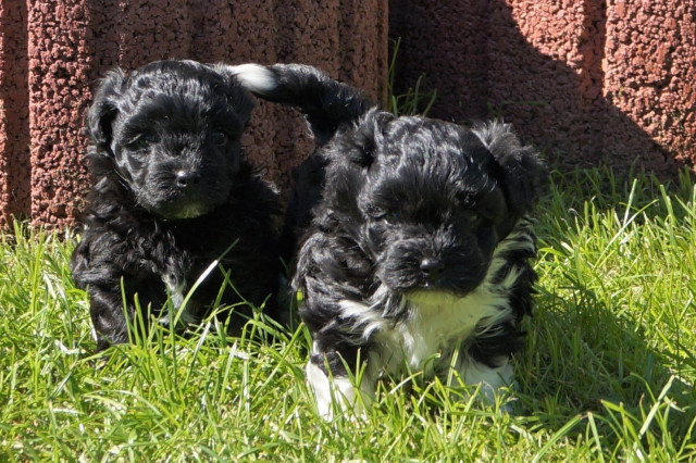 Bezaubernde reinrassige Bolonka Zwetna Welpen - Tiere - Göttingen