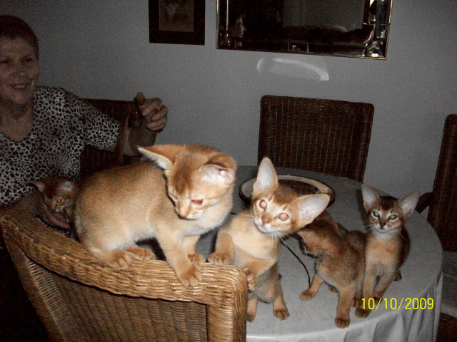 Abessinierkatzen - Tiere - Ditzingen