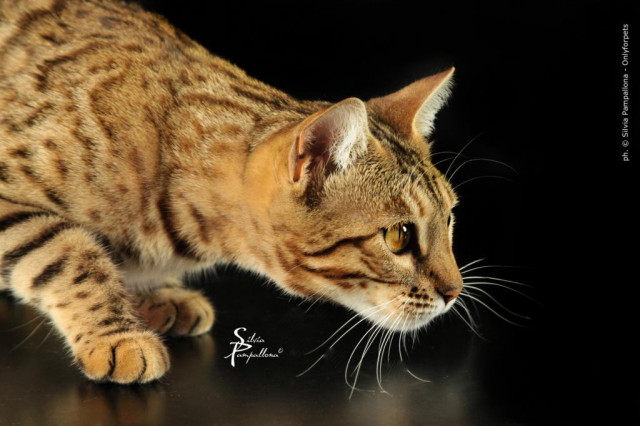 Traumhafte Bengalkatzen - neue Zuchtgeneration bei www.Bengalkatzen.com, Bengalk - Tiere - Dillenburg