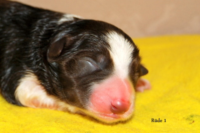 Border Collie Welpen braun-weiss, schw.-w., Blue Merle mit Papieren - Tiere - Eichenzell-Rothemann