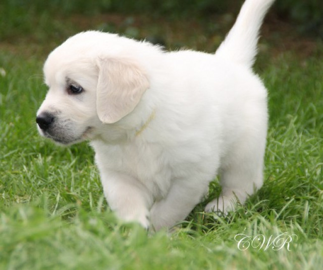 Süße cremefarbene Golden Retriever Welpen - Tiere - Ravenstein