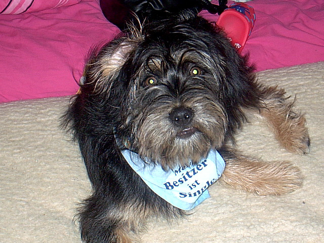 Kleine Lucky sucht ein Zuhause   - Tiere - Weimar