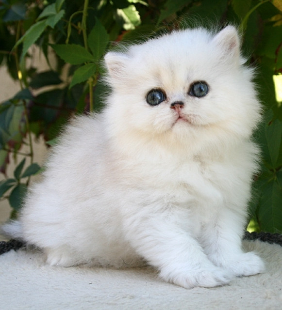 Traumhafte Perserbabys  - Tiere - Bünde