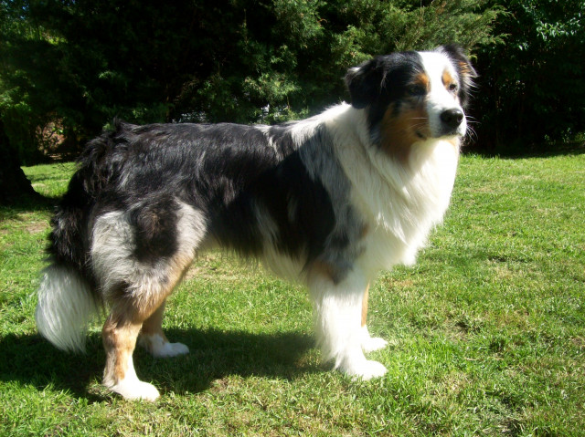 Bildschöner Australian Shepherd Blue Merle Deckrüde  CASD/VDH - Tiere - Hamburg