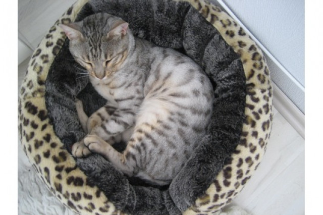 Bengal Kater m. P. umsth. günstig abzugeben  - Tiere - osnabrück