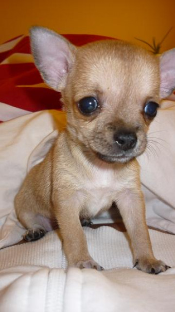 Mini Chihuahua Junge - Tiere - Wien