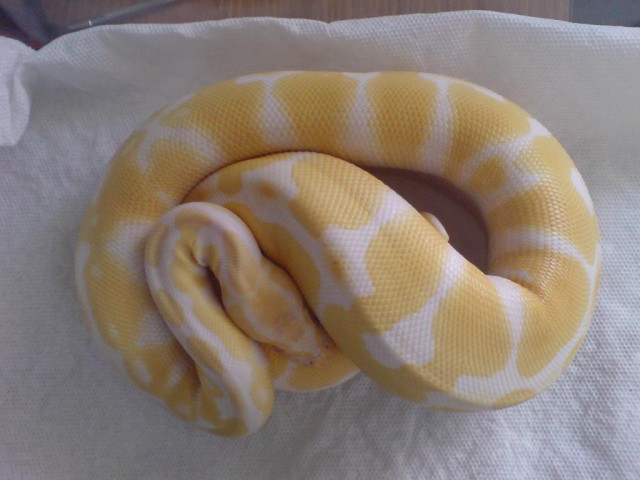 Verkaufe Königspythons Albinos - Tiere - Bielefeld