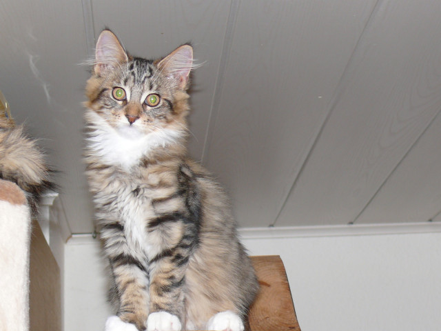 Maine Coon Babys sofort abzugeben - Tiere - 74934 Reichartshausen