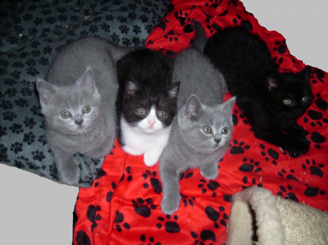 Zauberhafte Britenkinder - Tiere - Kirchbrak