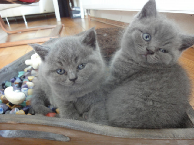 Wunderschöne reinrassige BKH-Kitten - Tiere - Schwerte