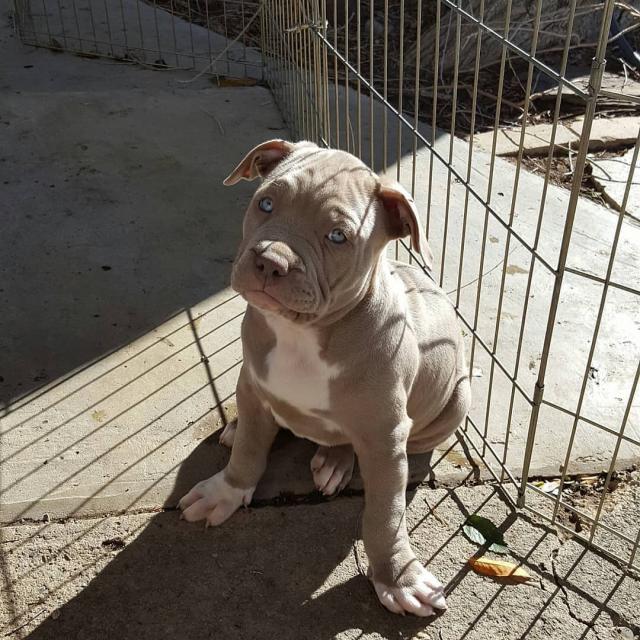 Amstaff Welpen - Tiere - Mainz